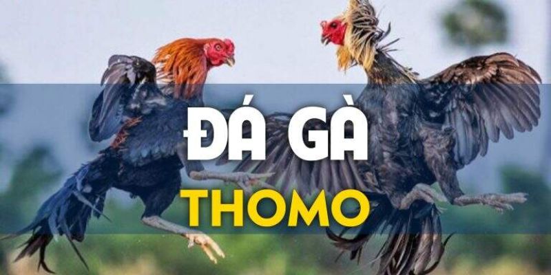 đá gà thomo