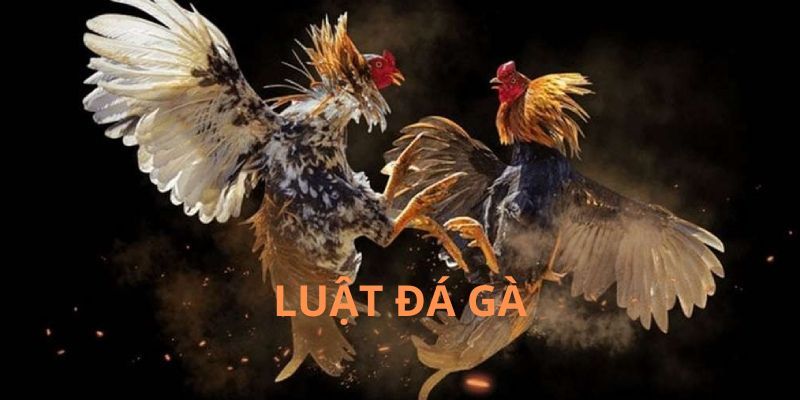 Luật đá gà